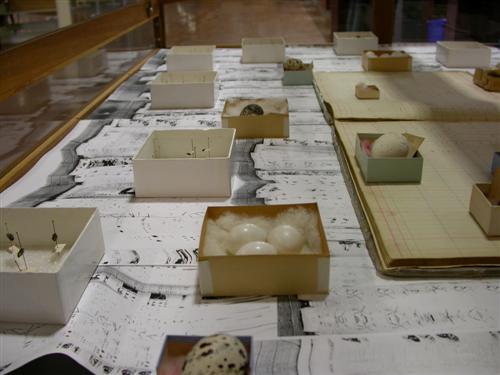 web weldon6.jpg - OBSERVATIONS  IN  , Weldon Library installation, 2013